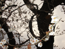 茨城県近代美術館の庭の白梅