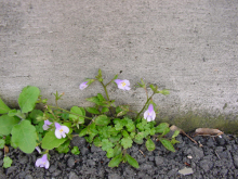 実はこの花が菫かどうか<br>ちょいと自信がない…(汗)