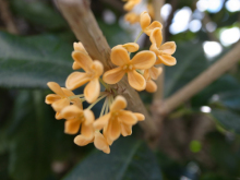 金木犀(キンモクセイ)の花が…